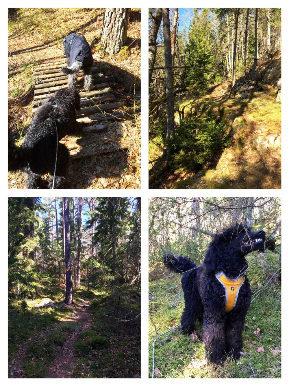 Processed with MOLDIV