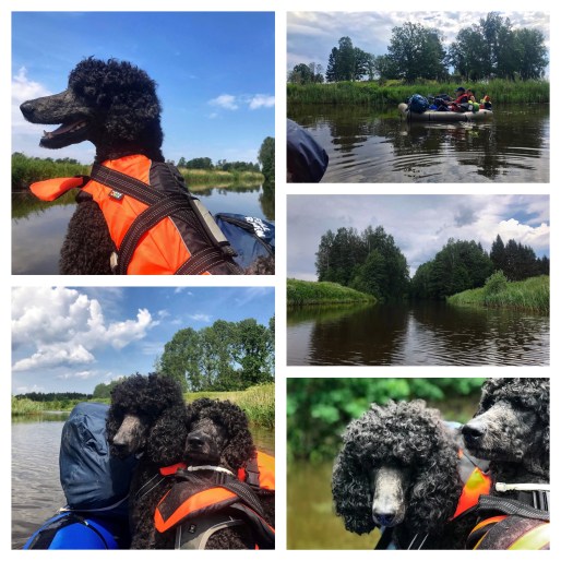 Processed with MOLDIV