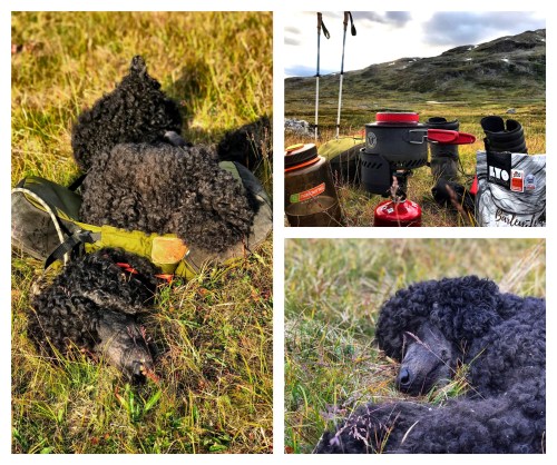 Processed with MOLDIV