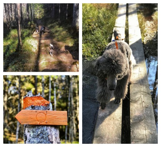 Processed with MOLDIV