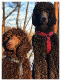 Processed with MOLDIV