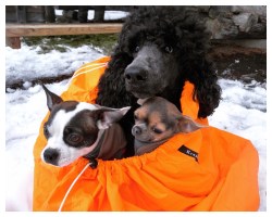 Processed with MOLDIV