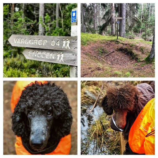 Processed with MOLDIV